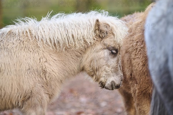 Portrait of a Shetland pony in winter, Bavaria, Germany, Europe