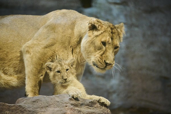 Asiatic lion (Panthera leo persica) mother with her cub on a rock, captive