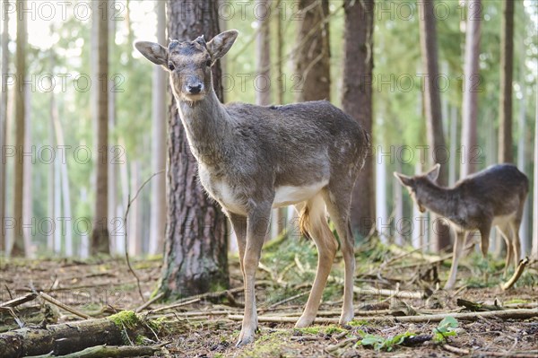 Fallow deer (Dama dama) buck standing in a forest, Bavaria, Germany, Europe