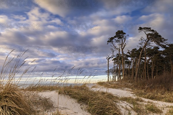 The view through the grass-covered dunes of the west beach near Prerow to the sea and the pine trees