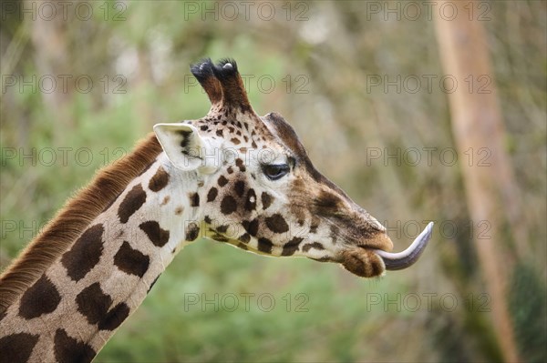 Reticulated giraffe (Giraffa camelopardalis reticulata), portrait, captive, Germany, Europe