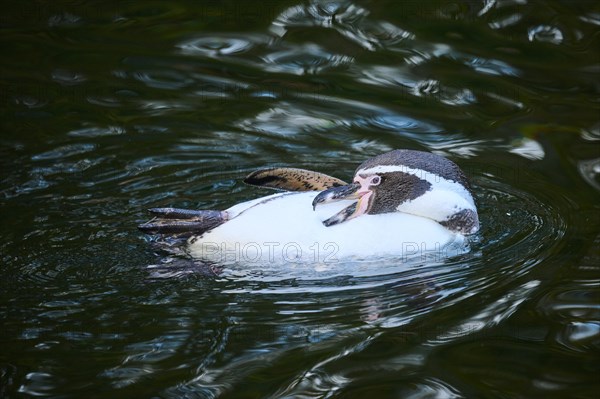 African penguin (Spheniscus demersus) swimming in the water, captive, Germany, Europe