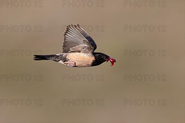 Roseate starling (Pastor roseus), adult bird, flying with food, Dobruja, Romania, Europe