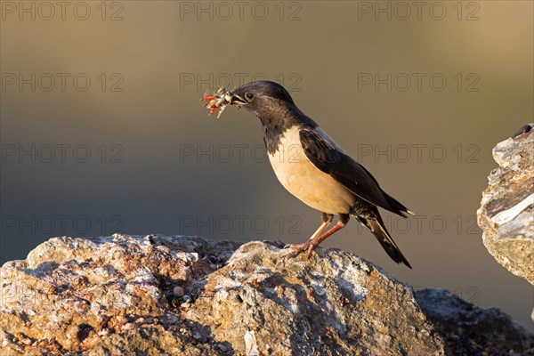 Roseate starling (Pastor roseus), adult bird with food, Dobruja, Romania, Europe