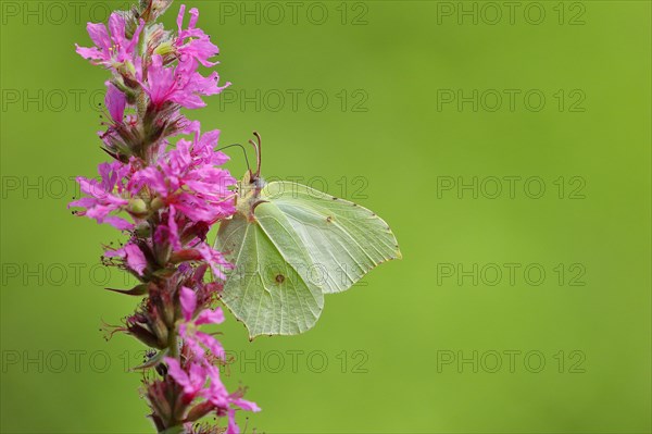 Brimstone (Gonepteryx rhamni) feeding on a flower of purple loosestrife (Lythrum salicaria), Wilden, North Rhine-Westphalia, Germany, Europe