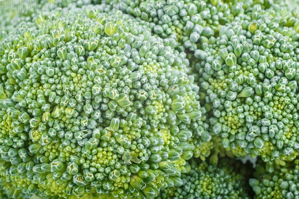 Texture of fresh green broccoli, close up, macro, background
