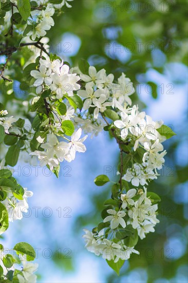 Blooming apple trees in spring park