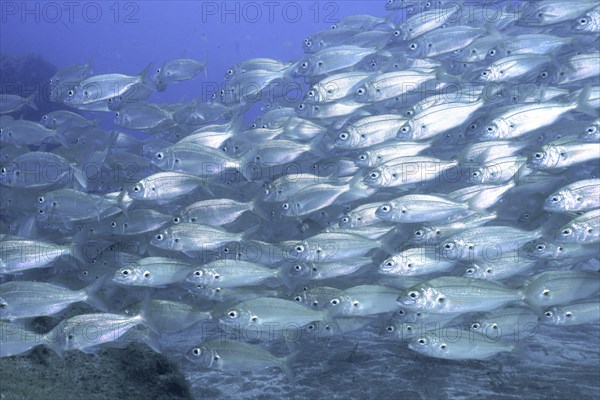 Shoal of fish, shoal, group of arctic seabream (Pagellus acarne), dive site El Cabron Marine Reserve, Arinaga, Gran Canaria, Spain, Atlantic Ocean, Europe