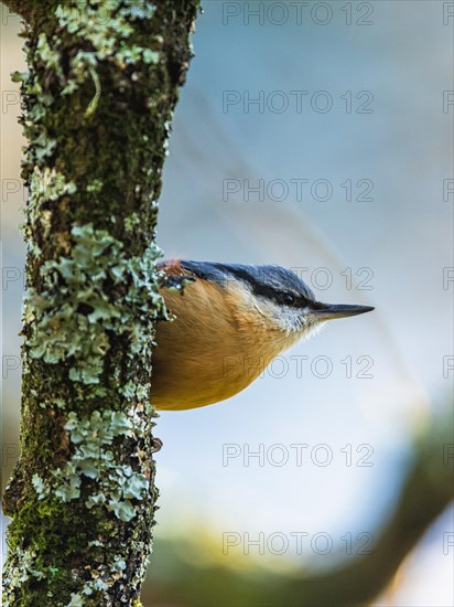 Eurasian Nuthatch, Sitta europaea bird in forest at winter sun