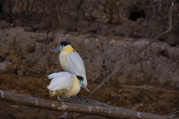 Capped Heron (Pilherodius pileatus) Pantanal Brazil