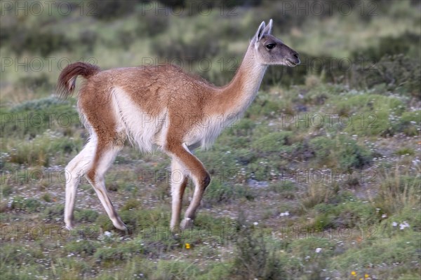 Guanaco (Llama guanicoe), Huanako, Torres del Paine National Park, Patagonia, End of the World, Chile, South America