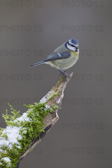 Blue tit (Cyanistes Caeruleus) adult bird on a snow covered tree stump, England, United Kingdom, Europe