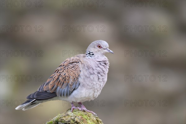 European turtle dove (Streptopelia turtur) adult bird on a stone wall, England, United Kingdom, Europe