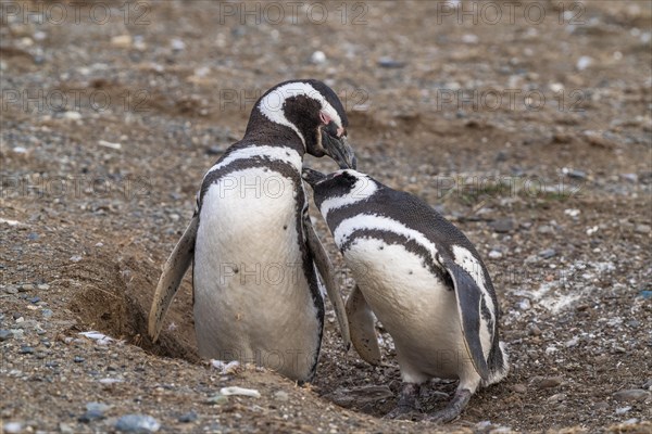 Two Magellanic penguins (Spheniscus magellanicus) in the Penguin National Park on Magdalena Island, Magellanes, Patagonia, Chile, South America