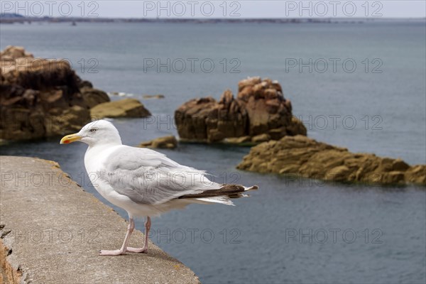 European herring gull (Larus argentatus), sitting on a wall by the sea, Ile de Brehat, Brittany, France, Europe