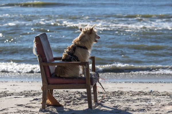 Podengo Portugues (rough coat) female on a washed up upholstered chair on the beach, Henne, Region Syddanmark, Denmark, Europe