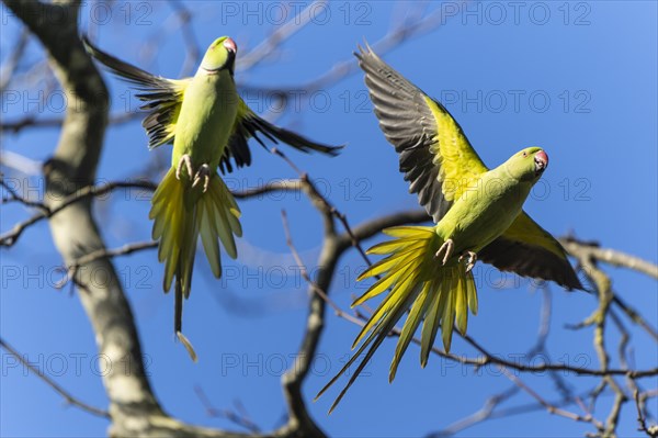 Two rose-ringed parakeet (Psittacula krameri) in flight, wildlife, Germany, Europe