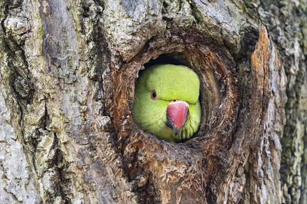 Rose-ringed parakeet (Psittacula krameri) looking out of its breeding den, wildlife, Germany, Europe