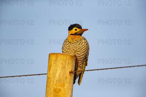 Pileated campo flicker (Colaptes campestris) Pantanal Brazil