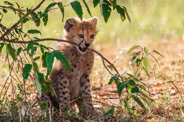 Cute Cheetah cub (Acinonyx jubatus) biting in a tree branch in the savanna, Maasai Mara, Kenya, Africa