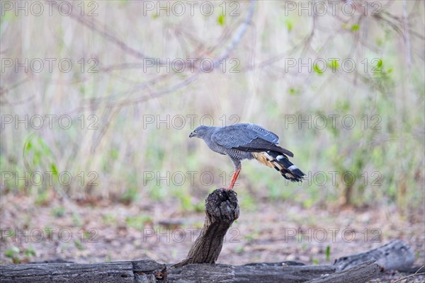 Stilt Buzzard (Geranospiza caerulescens) Pantanal Brazil