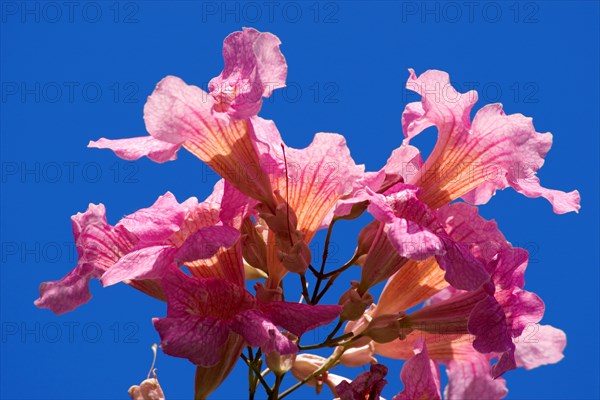 Pink trumpet vine (Podranea ricasoliana) La Palma, Canary Islands, Spain, Europe