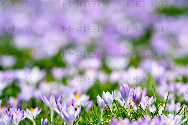 Spring crocus (Crocus Vernus) Munich, Bavaria, Germany, Europe