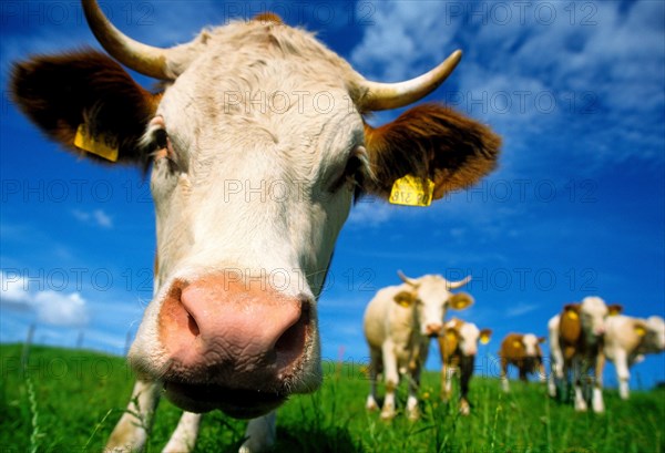 Wide angle, Portrait of cow and herd in Bavaria, Germany, Europe