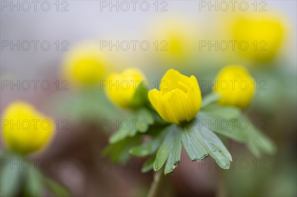 Flowering winter aconite (Eranthis hyemalis), Weinviertel, Lower Austria