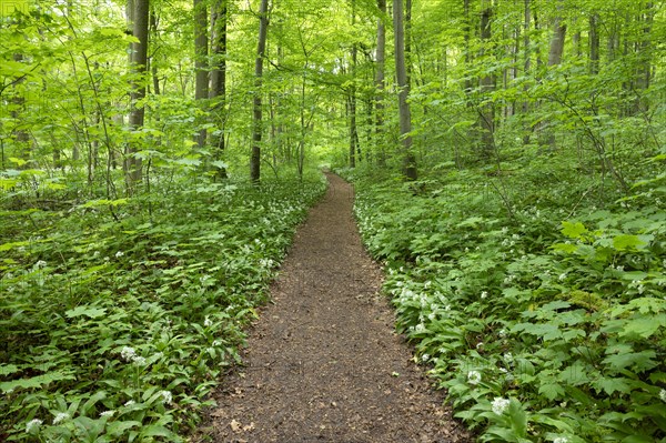 Path through deciduous forest in spring, Hainich National Park, Thuringia, Germany, Europe