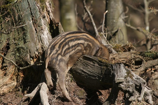 Wild boar (Sus scrofa) approx. 1 week old young boar sleeping on an old tree stump, Allgaeu, Bavaria, Germany, Europe