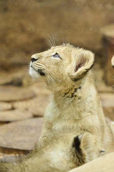 Asiatic lion (Panthera leo persica) mother with her cub on a rock, captive