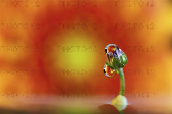 A macro image with a drop of water on a small flower in front of an orange background