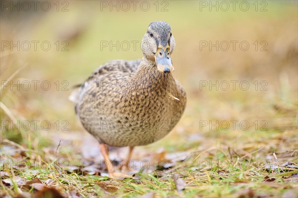 Wild duck (Anas platyrhynchos) female walking on a meadow, Bavaria, Germany, Europe