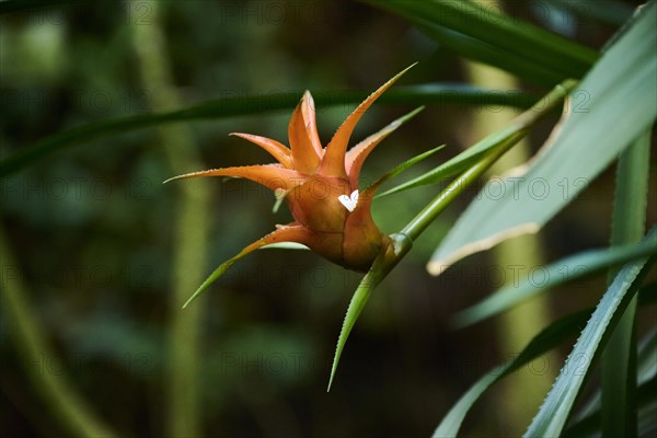 Droophead tufted airplant (Guzmania lingulata) flower growing in a greenhouse, Bavaria, Germany, Europe