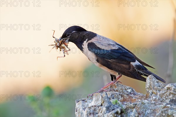 Roseate starling (Pastor roseus), adult bird with food, Dobruja, Romania, Europe