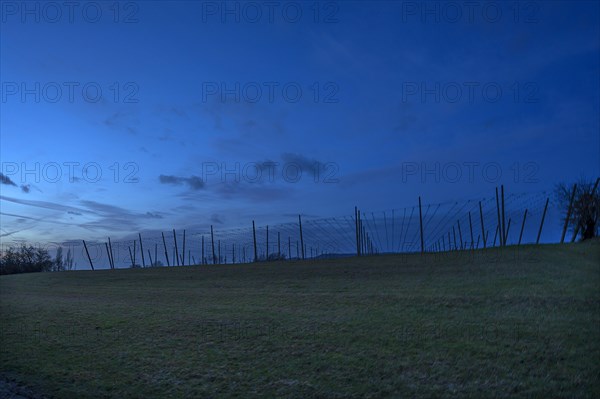 Hop poles at dusk, Franconia, Bavaria, Germany, Europe