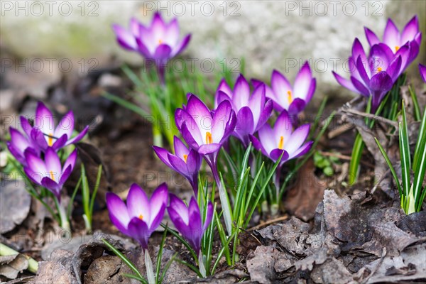 Purple crocuses germinate in the spring in the garden. Symbol of spring