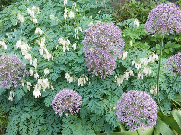 Dicentra bloom in spring garden