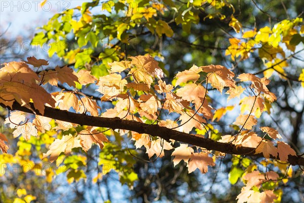 Autumn maple leaves in botanical garden on a sunny day