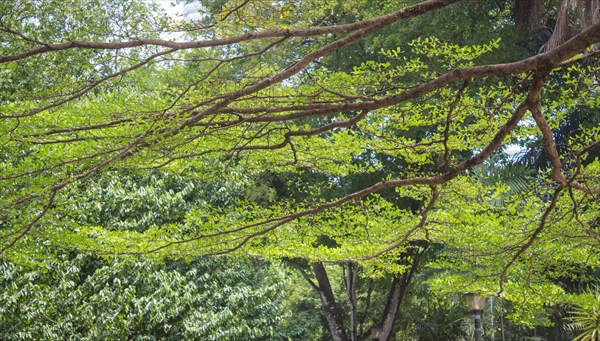 Delicate branch of a tree in the park