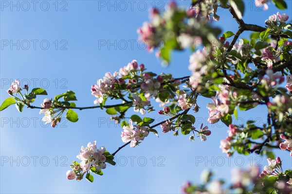 Blooming apple trees in spring park