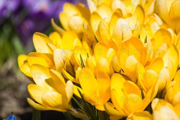 Crocuses blooming in the botanical garden in spring