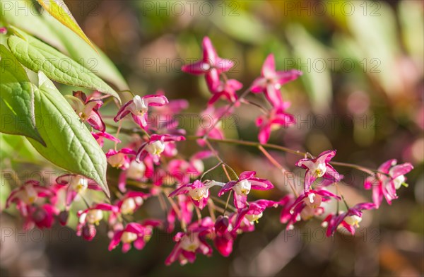 Epimedium flourishing in the botanical garden in spring