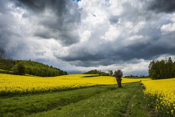 Approaching thunderstorm and rape field in bloom, near Salem, Lake Constance, Baden-Wuerttemberg, Germany, Europe