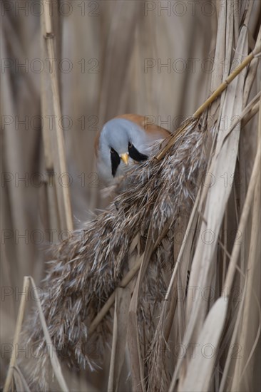 Bearded tit or reedling (Panurus biarmicus) adult male bird feeding on a Common reed seed head in a reedbed, England, United Kingdom, Europe
