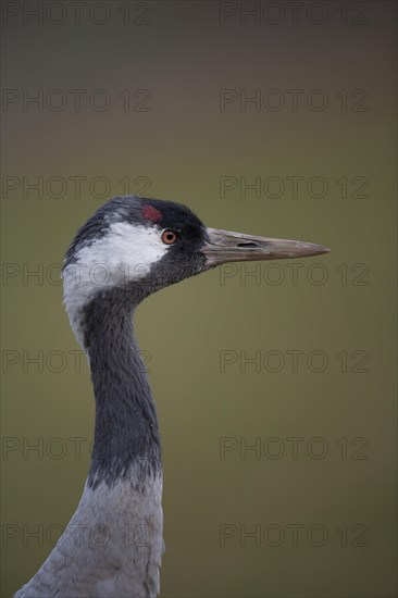 Common or Eurasian crane (Grus grus) adult bird head portrait, England, United Kingdom, Europe