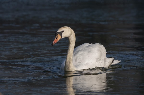 Mute swan (Cygnus olor) adult bird on a frozen lake, England, United Kingdom, Europe
