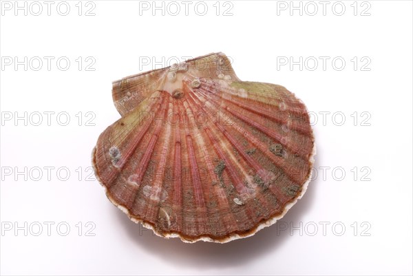 A red scallop sea shell with textured lines isolated on a white background, Scallop