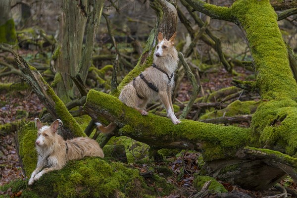 Podengo Portugues couple (rough coat) on a mossy tree trunk in the forest